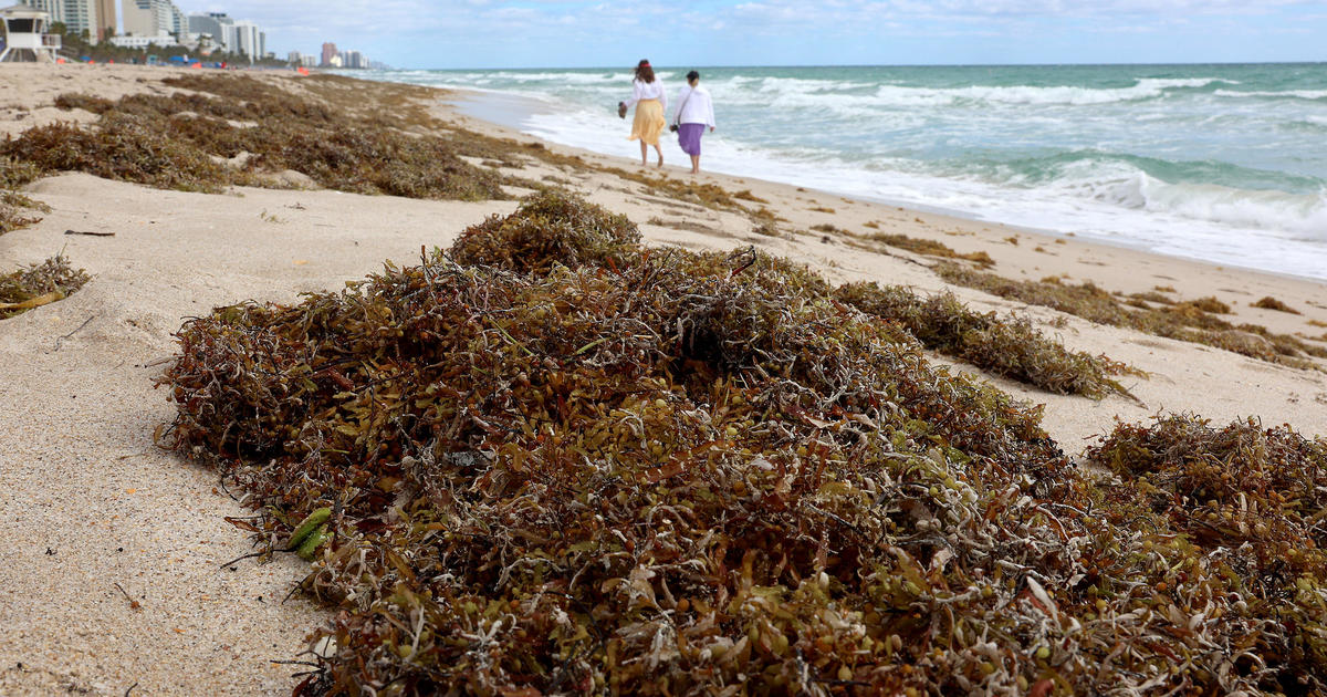 Giant floating bloom of Sargassum seaweed will likely be largest ever