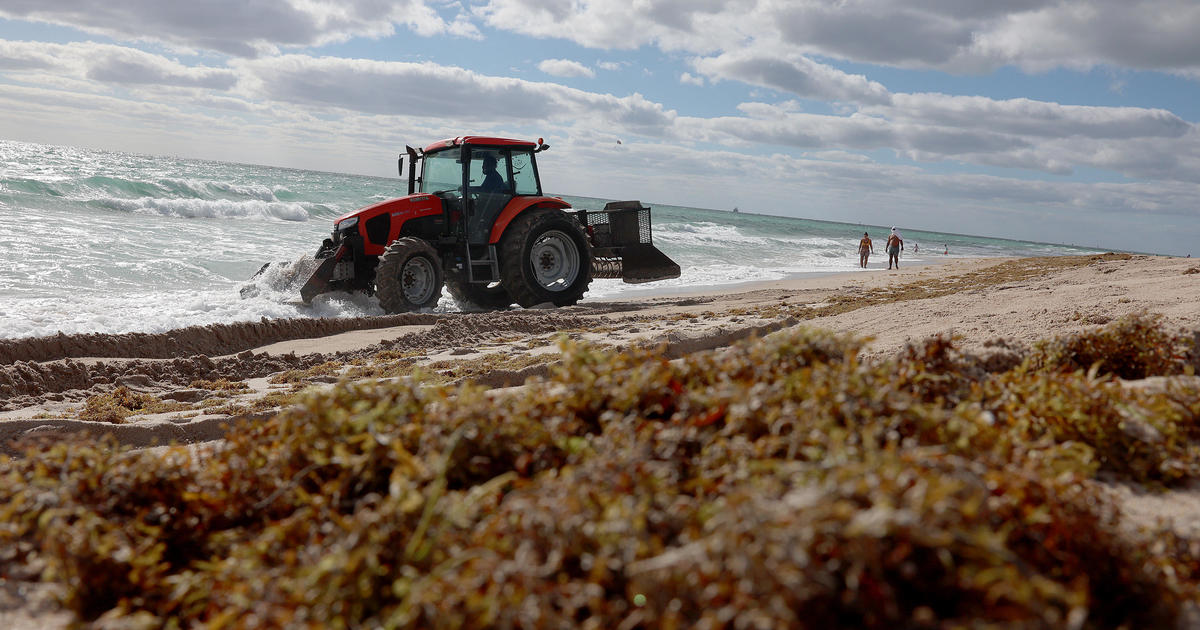 Miami-Dade non-earnings issues challenge, discover sustainable use for Sargassum seaweed