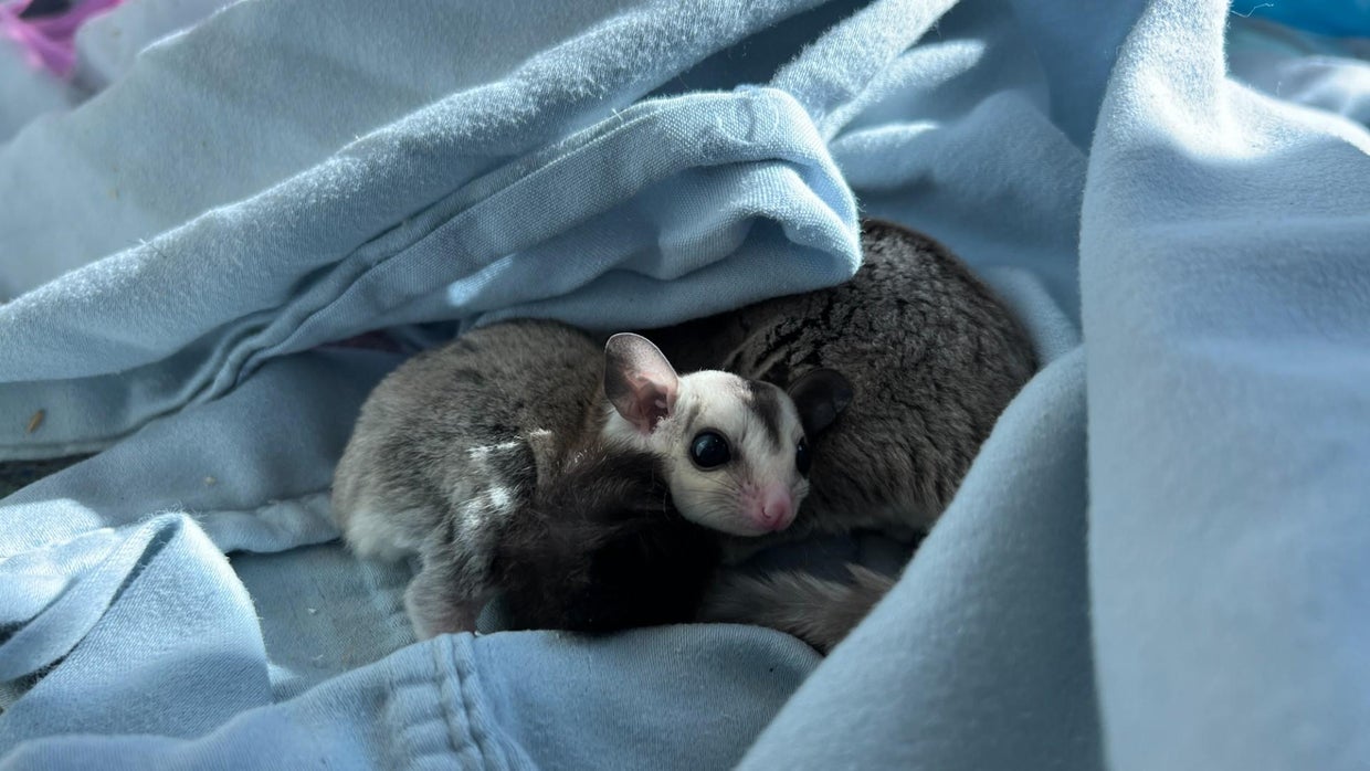 Looking to adopt an exotic pet? MSPCA has 33 sugar gliders available