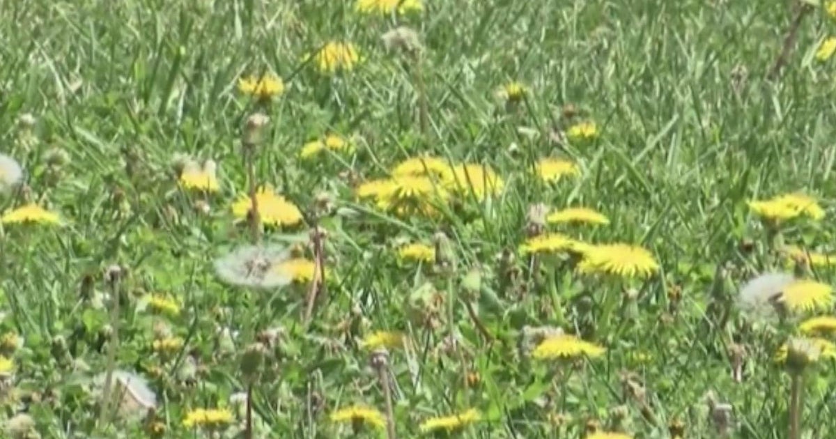 Recent rains have plants in full bloom, causing extreme pollen trouble for those with allergies