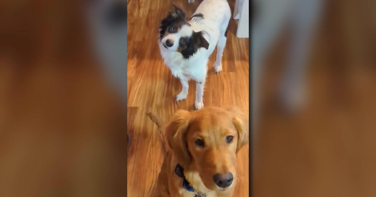 Sherburne County Sheriffs Office investigating after neighbor shoots and kills another neighbors two dogs Sherburne County Sheriffs Office investigating after neighbor shoots and kills another neighbors two dogs