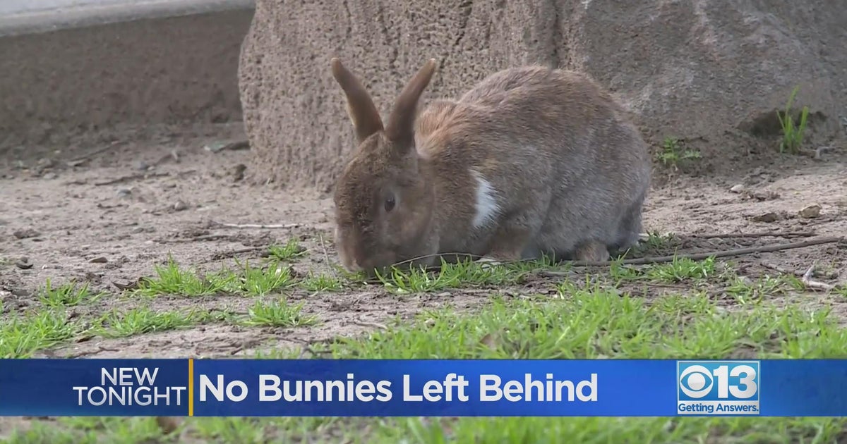 Citrus Heights park overrun by abandoned pet rabbits