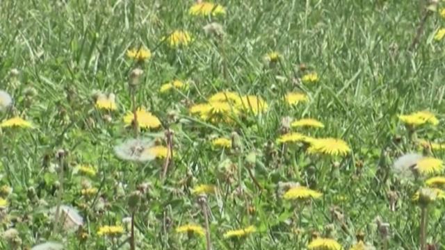 Recent rains have plants in full bloom, causing extreme pollen trouble for those with allergies 