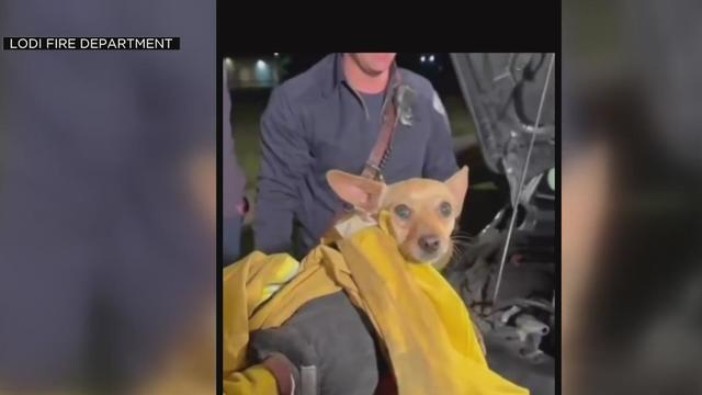 A dog was rescued from a car's engine in Lodi 