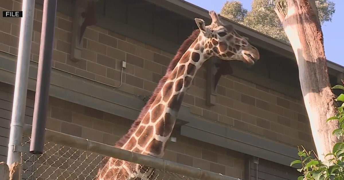 San Francisco Zoo now offers yoga with giraffes and zebras