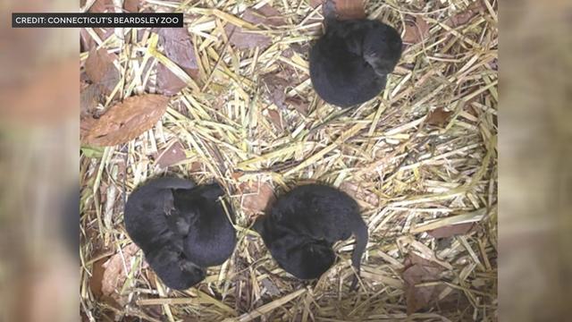 An overhead view of four river otter pups sleeping in a bed of straw and leaves. 