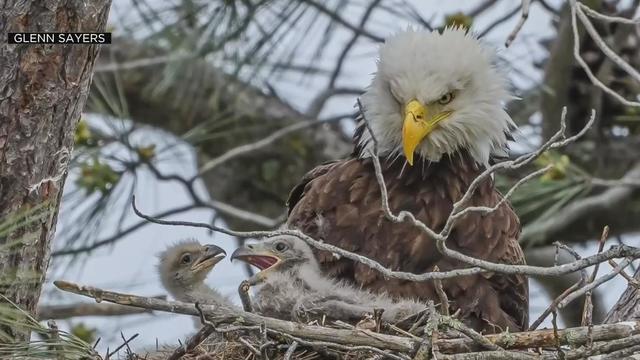 Baby bald eagles' sibling rivalry on full display 