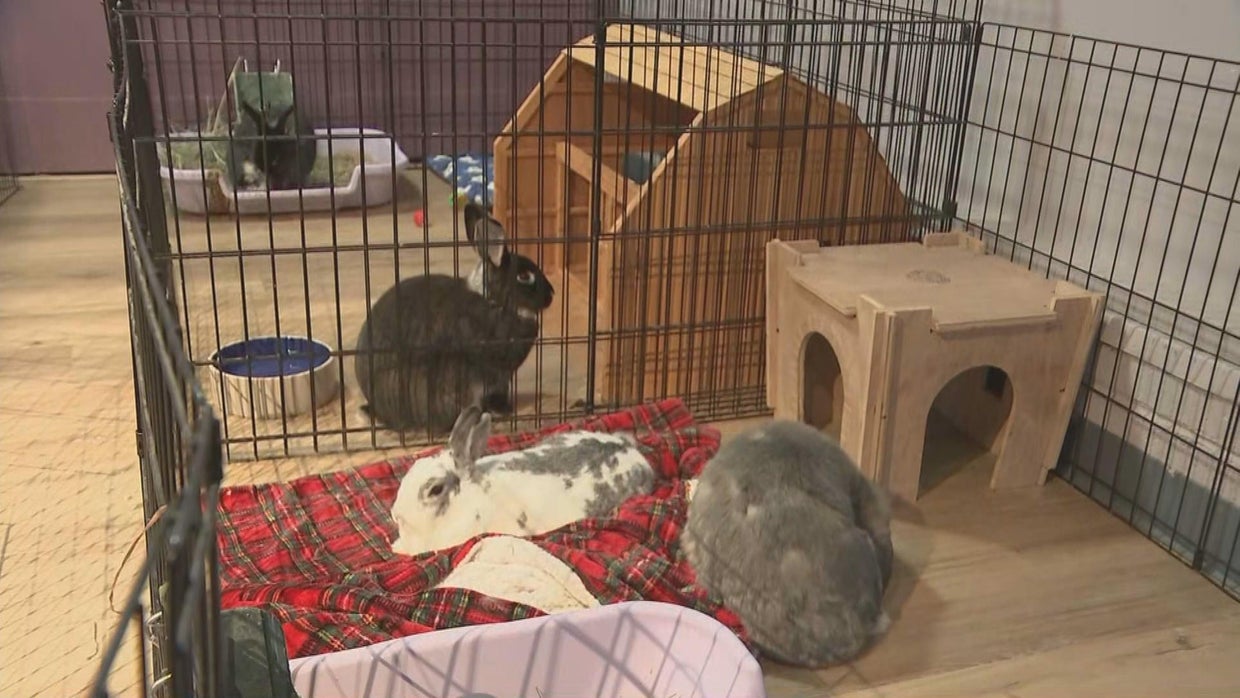 On the fence about adopting a rabbit? Check out this bunny cafe - CBS ...