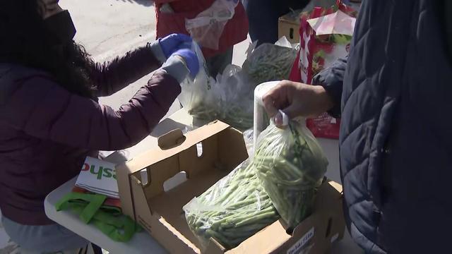 Volunteers fill clear plastic bags with green beans. 