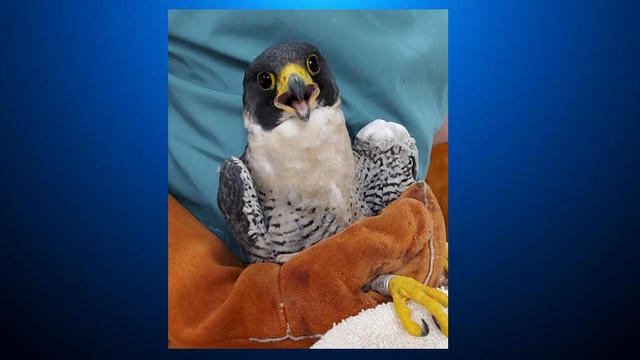 uc-berkeley-falcon.jpg 