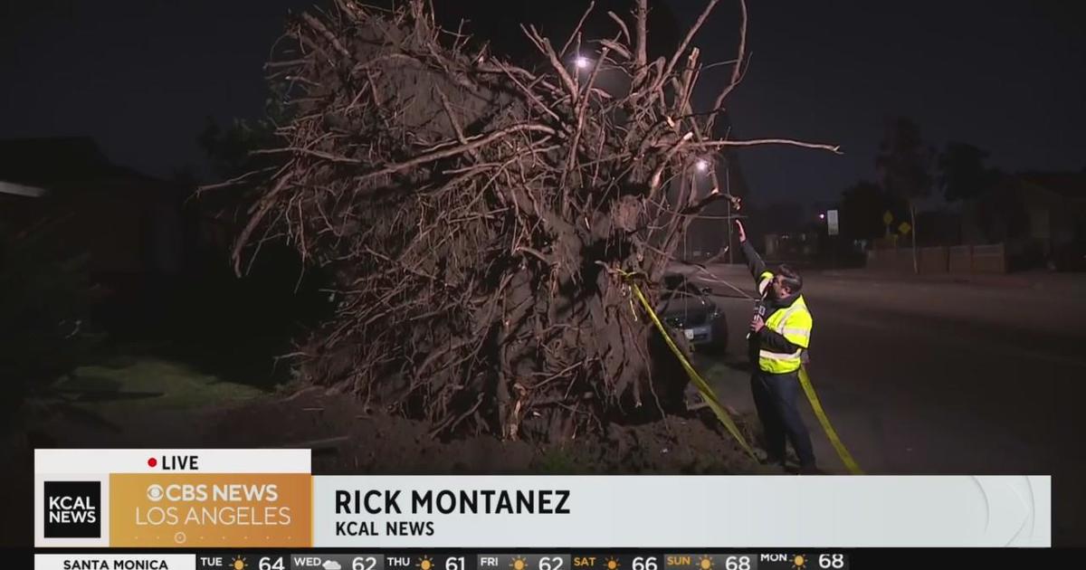 Whittier Large tree takes down power lines, lands on car CBS Los Angeles