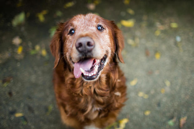 Is pet insurance coverage value it for older animals?