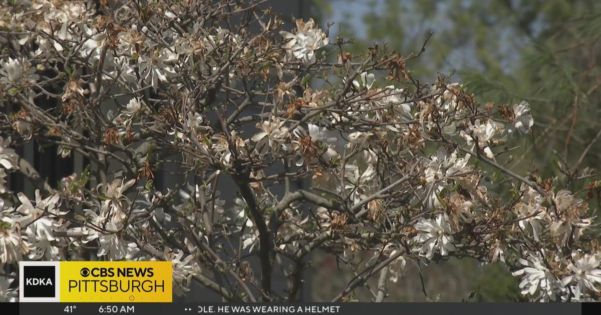 Act early to fight tree pollen allergies CBS Pittsburgh