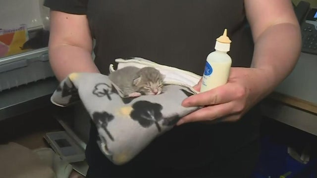 Kitten season is here and you can become a foster parent to these fur balls 