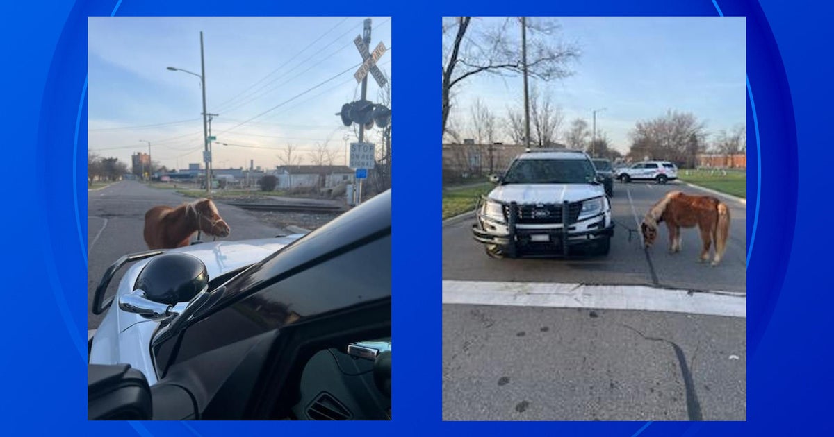 Detroit police catch loose horse on city's west side - CBS Detroit