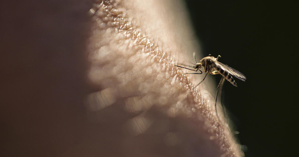 Invasive ankle-biter mosquitos plaguing Southern Californians - CBS Los  Angeles