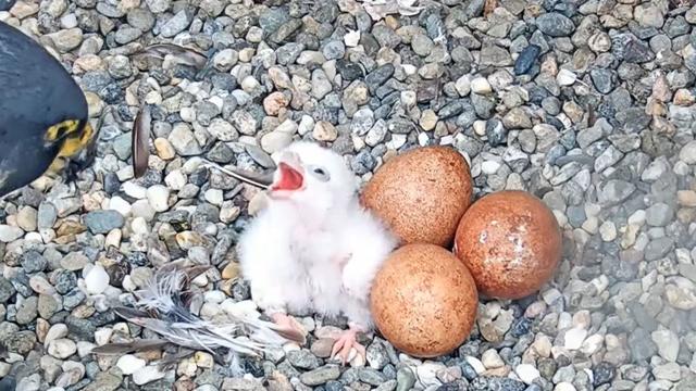 First UC Berkeley falcon hatches 