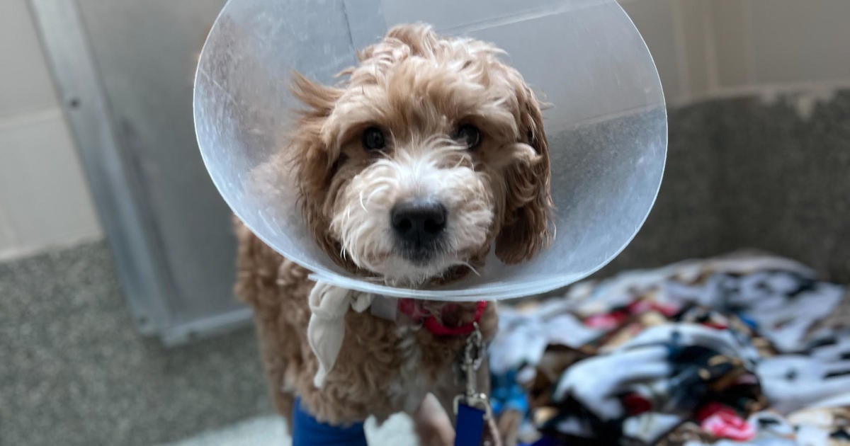 Teddy the goldendoodle recovering at MSPCA in Boston after getting hit by car