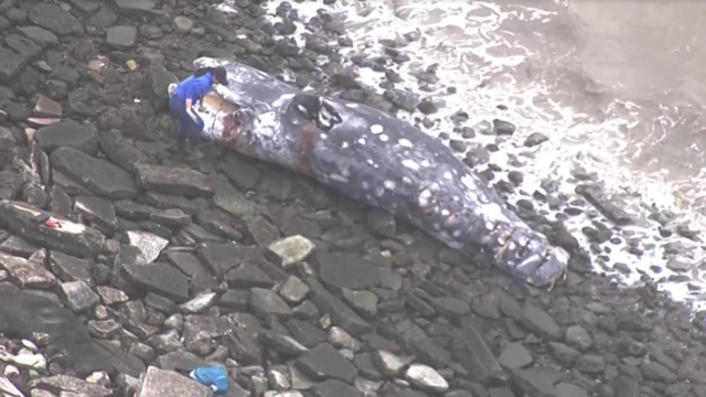 Dead whale washed ashore near San Leandro Marina 