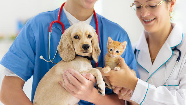 why-young-pets-need-pet-insurance.jpg 