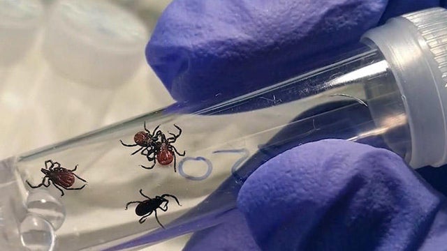 ticks-marin-sonoma-mosquito-and-ventor-control.jpg 
