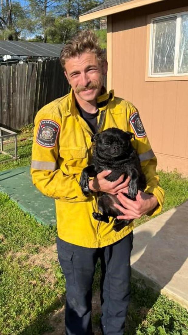pug rescued calaveras co 