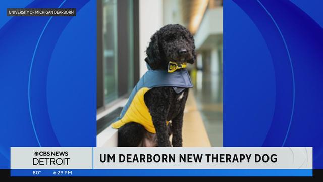 um-dearborn-introduces-new-therapy-dog-at-pre-finals-de-stress-event.jpg 