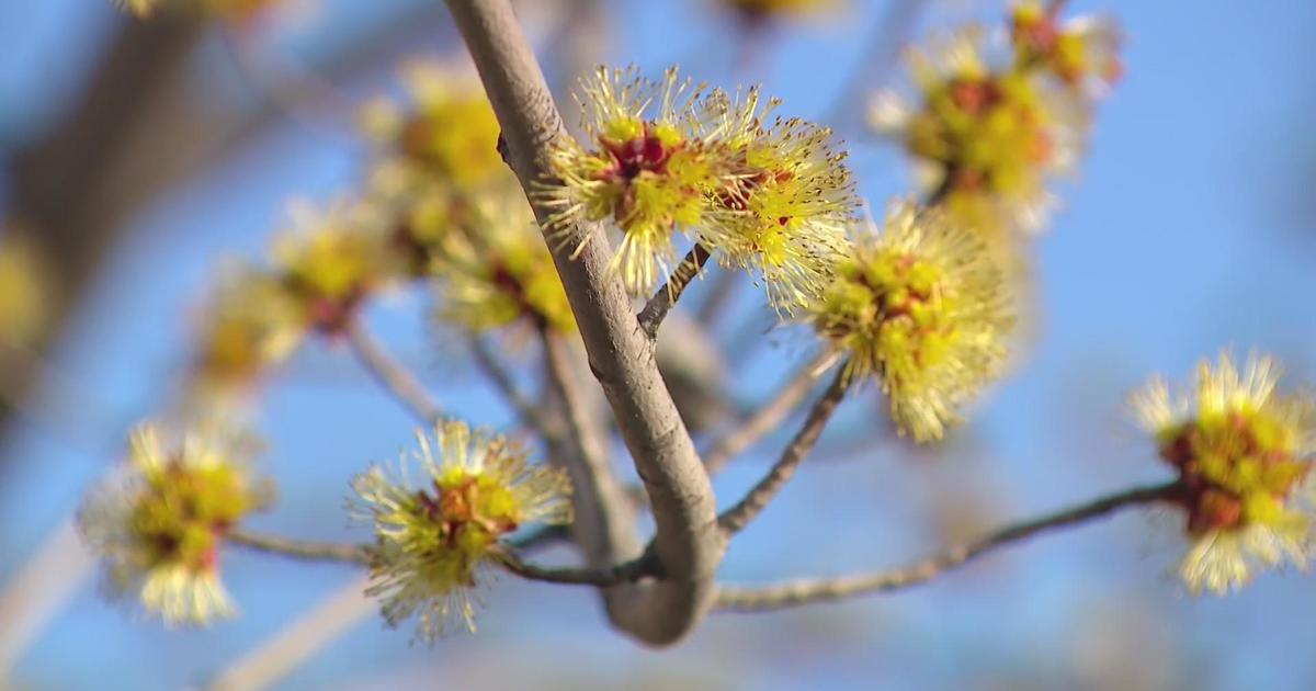 Warm, dry and windy weather contribute to rising allergy levels around Minnesota