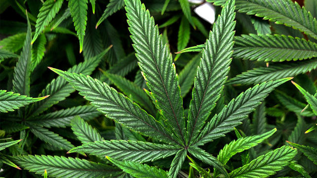 marijuana-leaf.jpg 