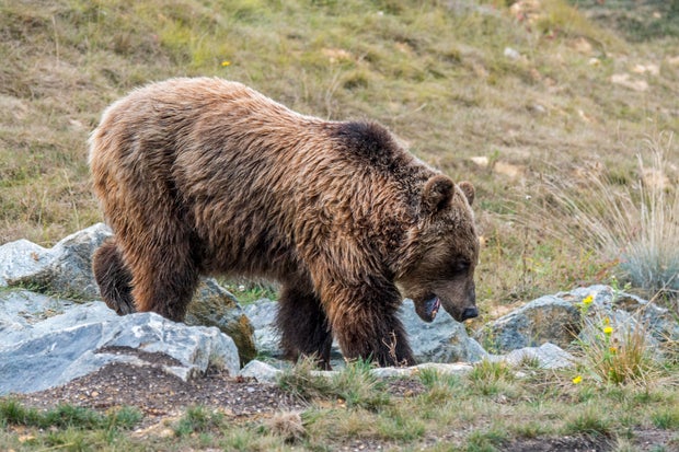 European brown bear foraging among rocks on mountain slope. 