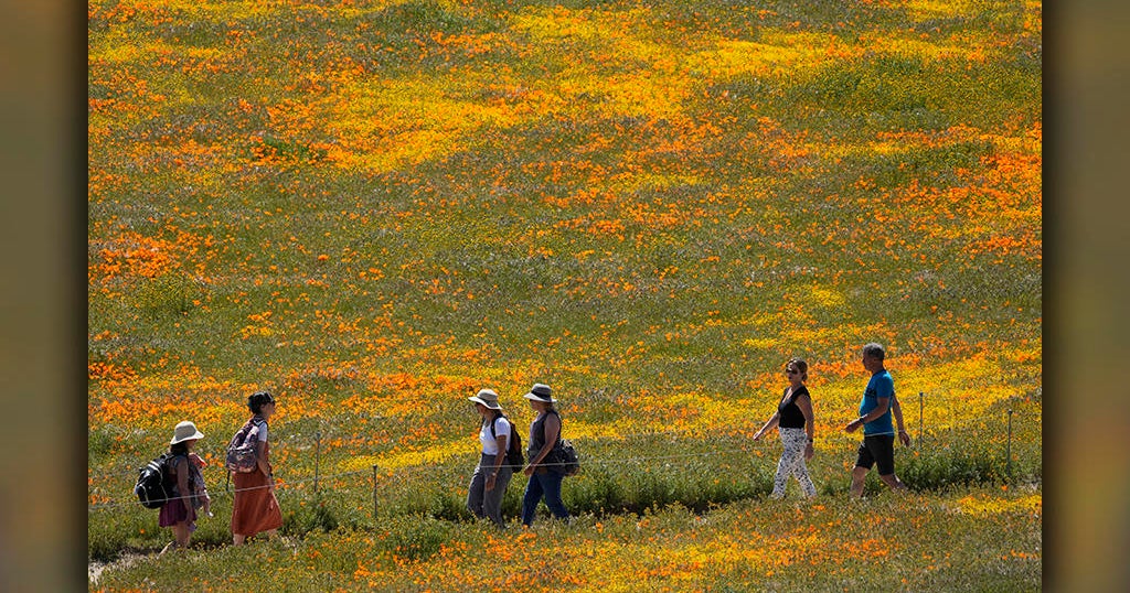 Wildflower 'superbloom' blazes across California in wake of wet winter - Vimarsana News