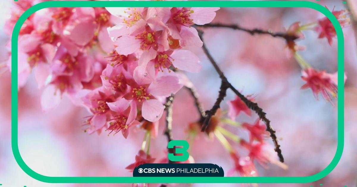 Guide to the 2023 Philadelphia Cherry Blossom Festival - Visit Philadelphia
