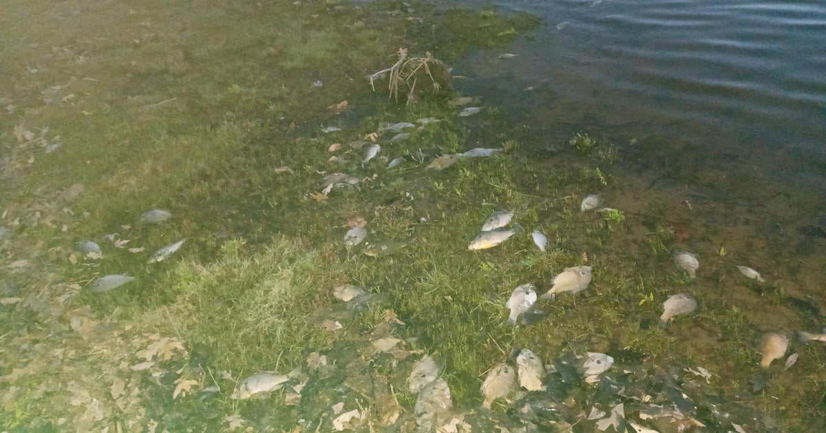 DNR reminds Michiganders that fish kills are common during spring thaw - Vimarsana News