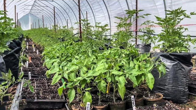 Petaluma tomato farm 
