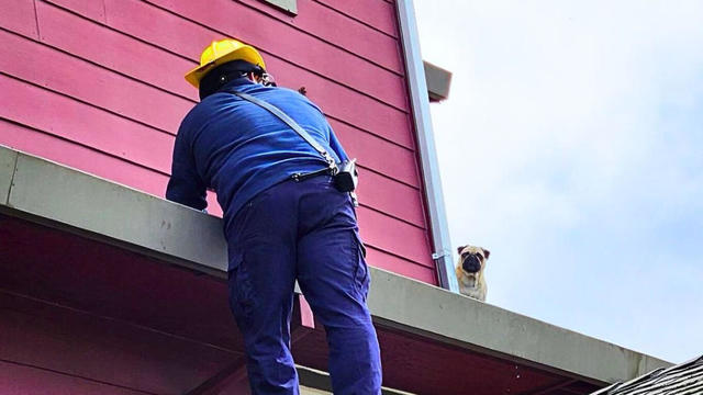 Pug rescued from Rohnert Park roof 