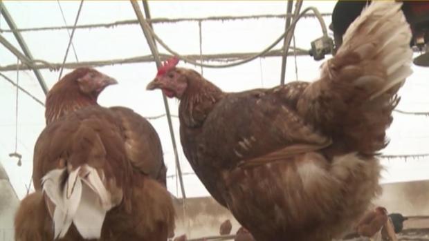 This season's bird flu outbreak was deadliest seen in the U.S. for birds. 