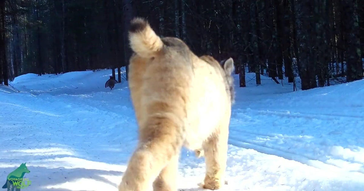 Video gives rare glimpse of lynx on the hunt in northern Minnesota ...