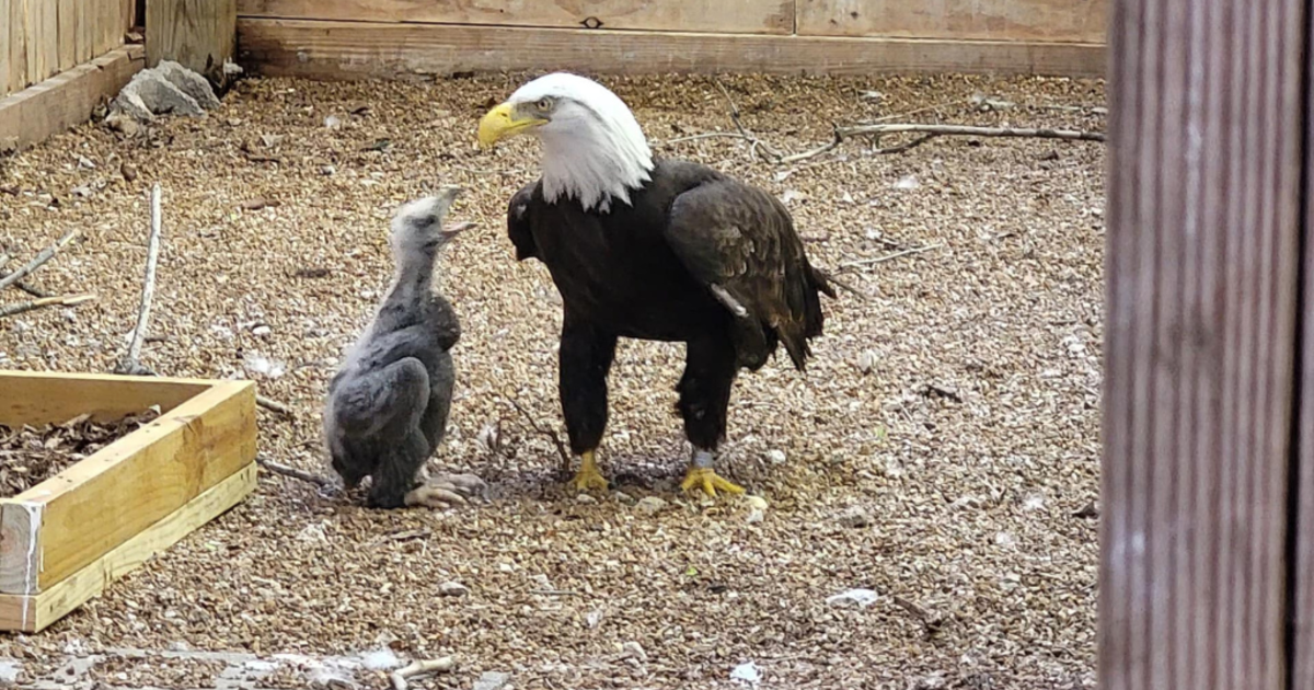 Eagle who thought rock was egg gets orphaned eaglet - CBS Pittsburgh