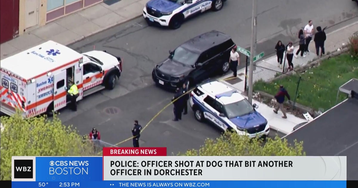 Police shoot at dog after it bites officer in Dorchester - CBS Boston