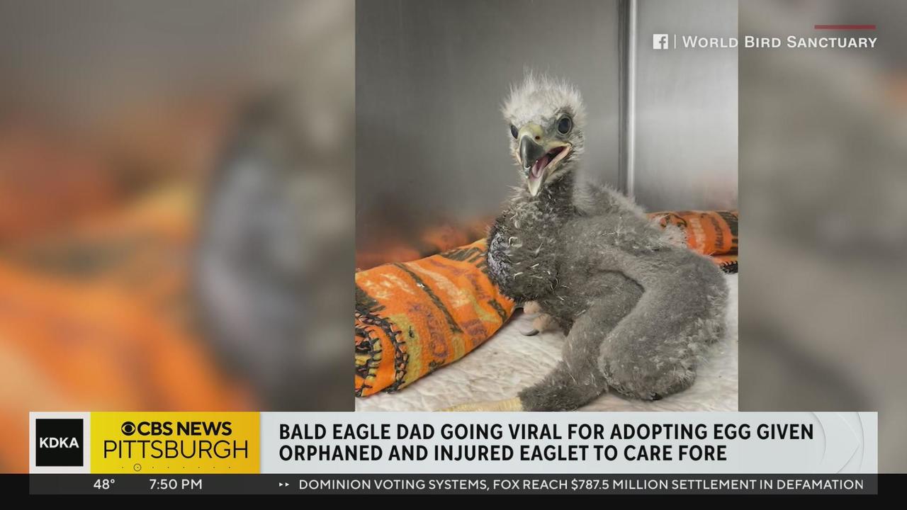 Eagle who thought rock was egg gets orphaned eaglet