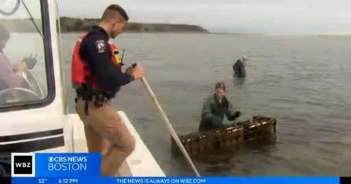 Eye on Earth Mashpee uses oysters to filter wastewater CBS Boston