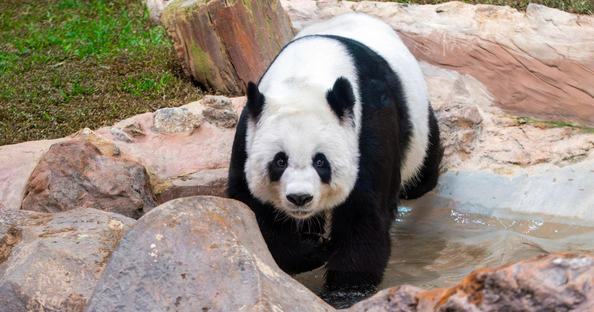 Giant panda on loan from China dies in Thailand zoo