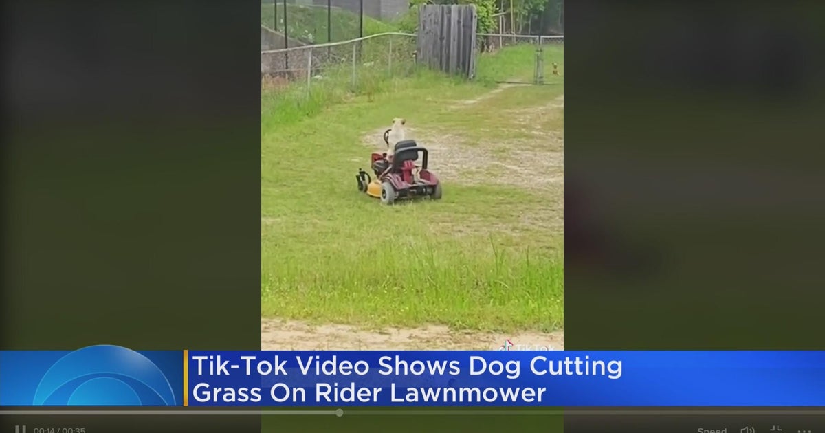 Social Awareness With Brad TikTok video shows dog cutting grass on
