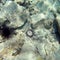 Mysterious case of Caribbean sea urchin die-off solved by scientists