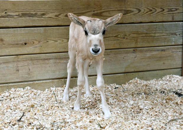 dsc-1741-1-week-old.jpg 