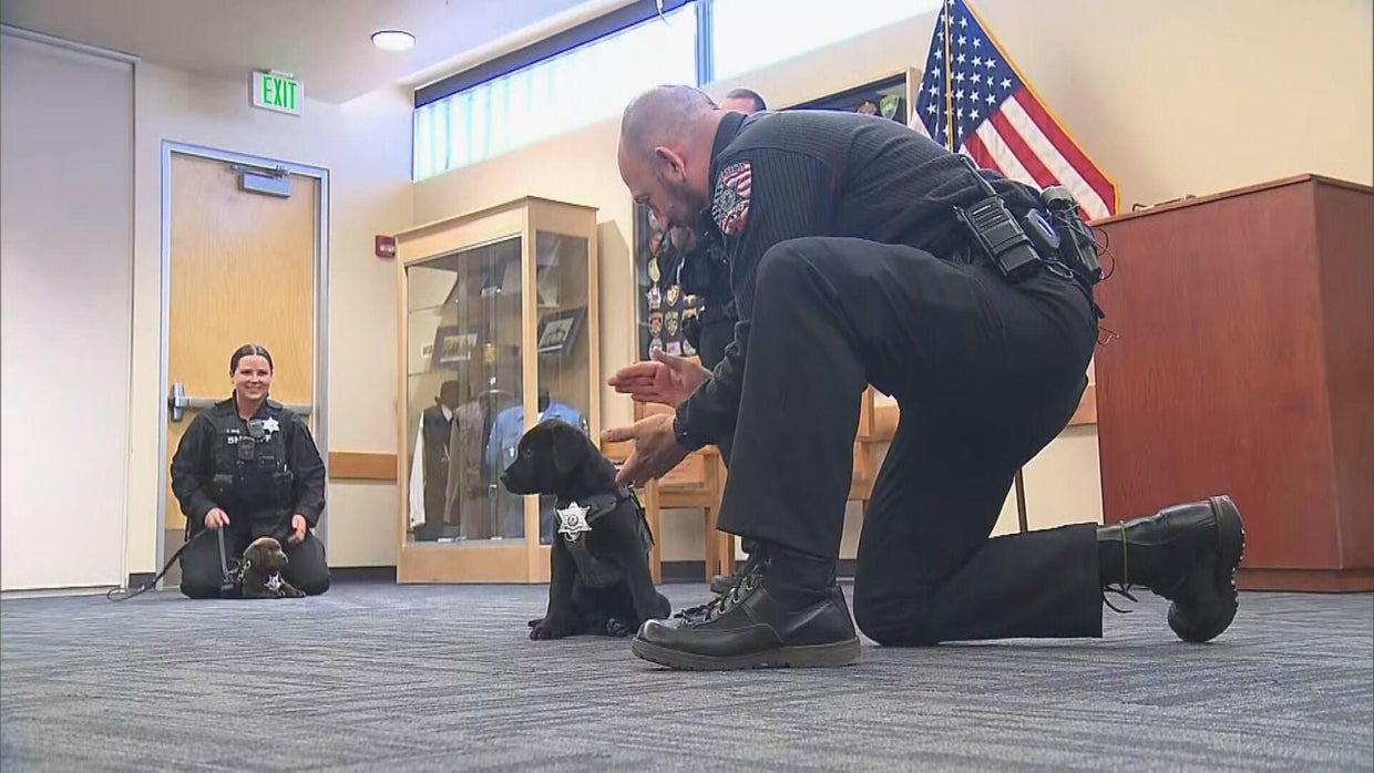Meet Otis and Bear, Arapahoe County Sheriff's Office newest members of the K9 team CBS Colorado