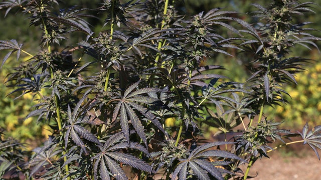 weed-farm.jpg 
