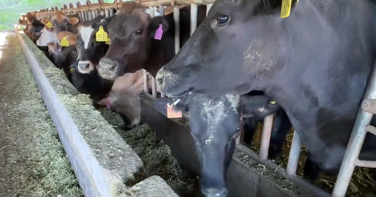 Earth Week: Feed experiment aims to reduce impact of dairy cow burps on ...