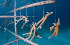 corals-growing-on-coral-tree-1.jpg 