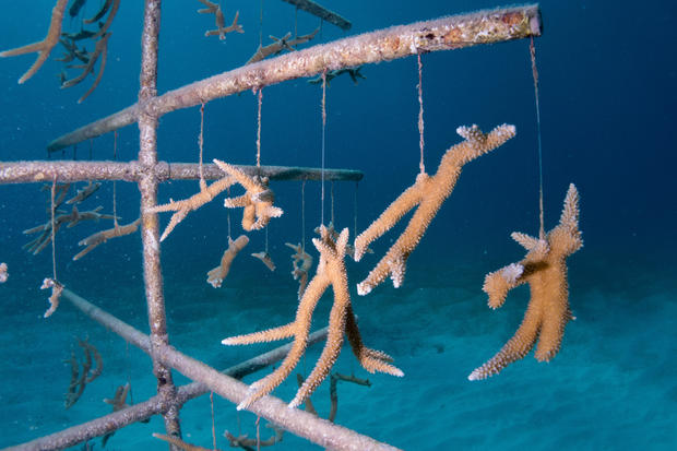 corals-growing-on-coral-tree-1.jpg 